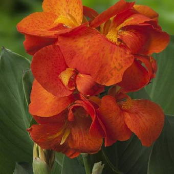 Канна карликовая Хэппи Уильма