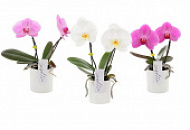 Поступление орхидеи Singolo c двумя цветоносами