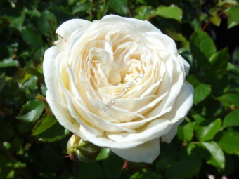 498690767_w640_h640_large_e2c4fa4a__155d017805