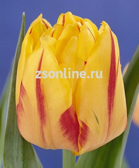 Изображение загружено обработкой по данным файла Excel