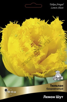 Тюльпан бахромчатый Лемон Шут* 11-12/К 5шт