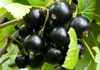 Смородина черная перспективные сорта Сластена (среднеранний)