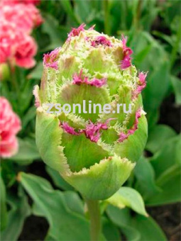 Изображение загружено обработкой по данным файла Excel