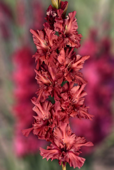 a9c1a95eb9fb9e641bbe8529996bff68