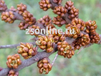 Изображение загружено обработкой по данным файла Excel