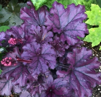 Гейхера гибридная Форевер Пёпл (С2)