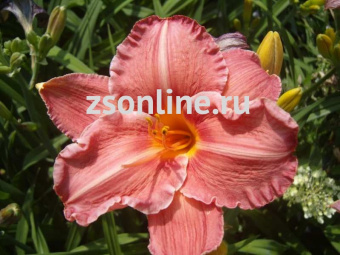 Изображение загружено обработкой по данным файла Excel