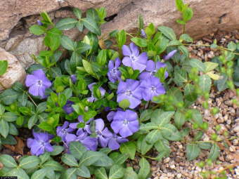 Барвинок малый Vinca minor