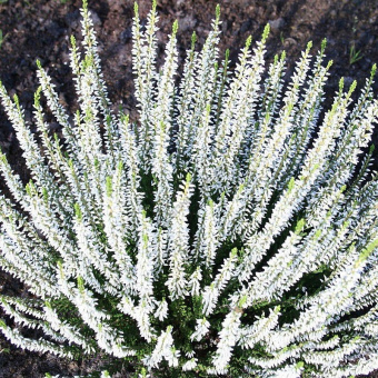 calluna_vulgaris_velvet_fascination_bruyere_blanche