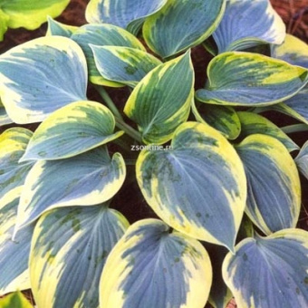 Изображение загружено обработкой по данным файла Excel