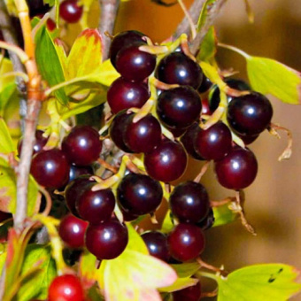 smorodina_zolotistaya_shafak