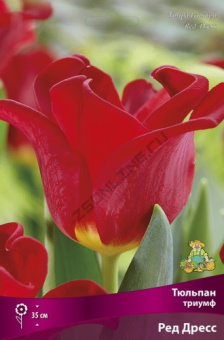Тюльпан триумф Ред Дресс 11-12/К 7шт