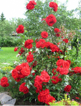 Роза плетистая Амадеус, C 7, 30-40 см
