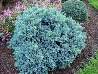 Можжевельник чешуйчатый Блю Стар, Juniperus squamata Blue Star
