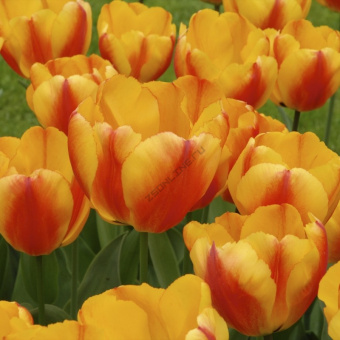 Тюльпан Дарвинов гибрид Оксфорд