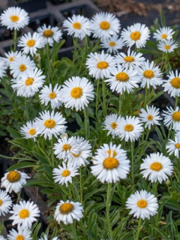 Астра альпийская Альба/К