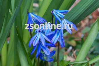 Изображение загружено обработкой по данным файла Excel