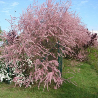 Тамарикс четырехтычинковый Тетрандра/ЦКор