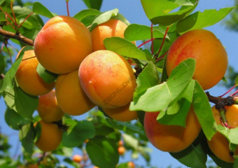 абрикос алеша