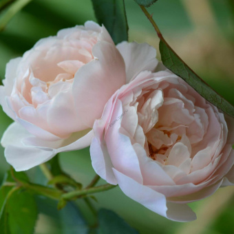 Rosier-David-Austin-Desdemona-71289-1
