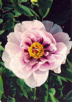 Изображение загружено обработкой по данным файла Excel