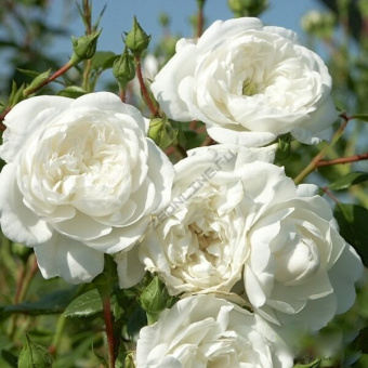 Роза миниатюрная Свани