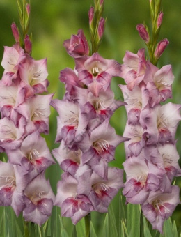 Гладиолус Смоки 10-12/К 10шт