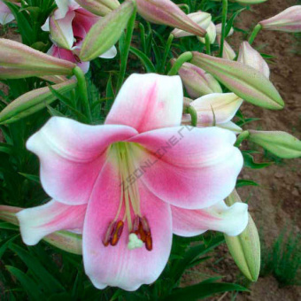 Лилия ЛО-гибрид Принс Промис