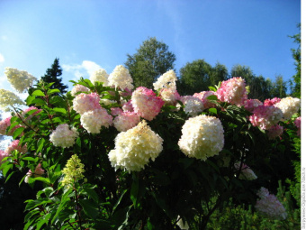 Гортензия метельчатая Самарская Лидия, С 3