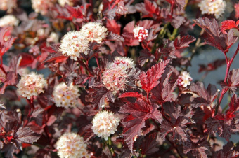 Пузыреплодник калинолистный (Physocarpus opulifolius Lady in Red)