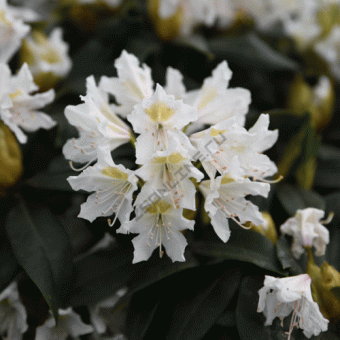Рододендрон гибридный Канингемс Вайт/ЦКор