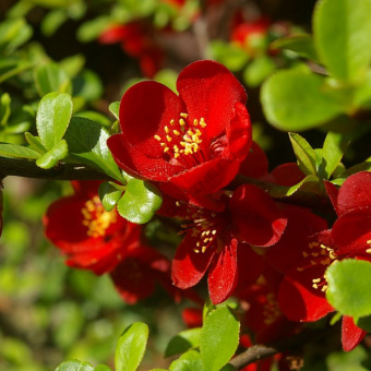 Айва великолепная (Хеномелес) Кримсон энд Голд
