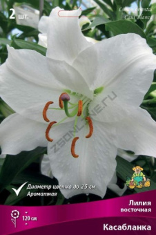 liliya_vost_kasablanka_kaper