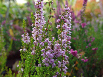 Вереск обыкновенный Спринг Точ