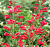 Пенстемон Petibelle red, зеленый лист, красный, С 1, 30-40 см