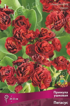 Примула ушковая Пегасус/К