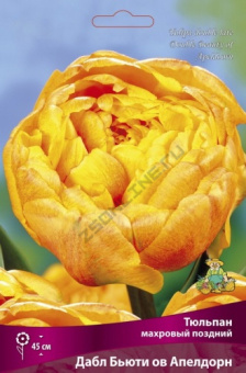 Тюльпан махровый поздний Дабл Бьюти ов Апелдорн 11-12/К 10шт