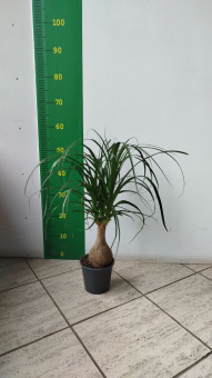 Нолина Бокарнея  14/40 см