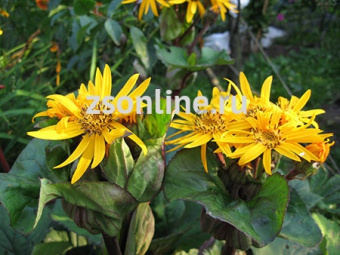 Изображение загружено обработкой по данным файла Excel