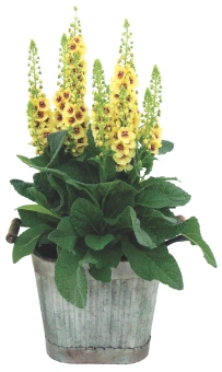 Вербаскум (ЛФ), D14