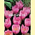Крокус Large Flowering, 71074, 1 шт