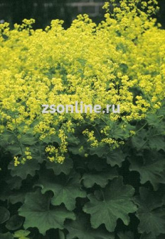 Изображение загружено обработкой по данным файла Excel