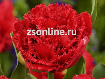 Изображение загружено обработкой по данным файла Excel