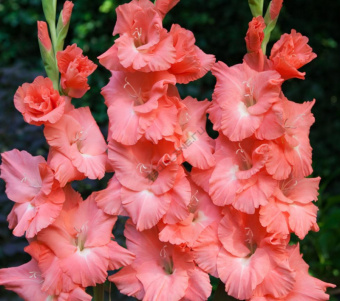 Гладиолус Лолита