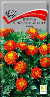 barhatsy_otklon_mahrov_panter