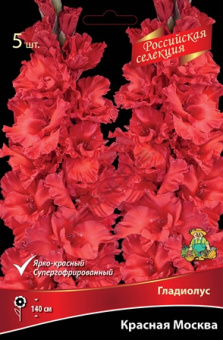 gladiolus_krasnaya_moskva_kaper