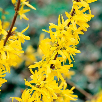 Форзиция промежуточная Викенд