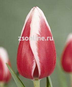 Изображение загружено обработкой по данным файла Excel