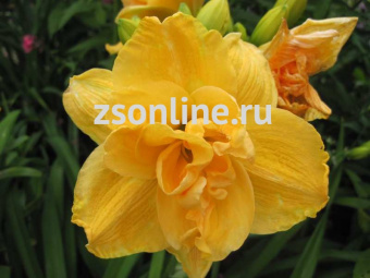 Изображение загружено обработкой по данным файла Excel