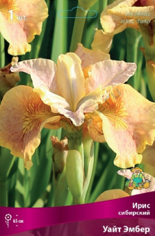 Ирис сибирский Уайт Эмбер, 1 шт